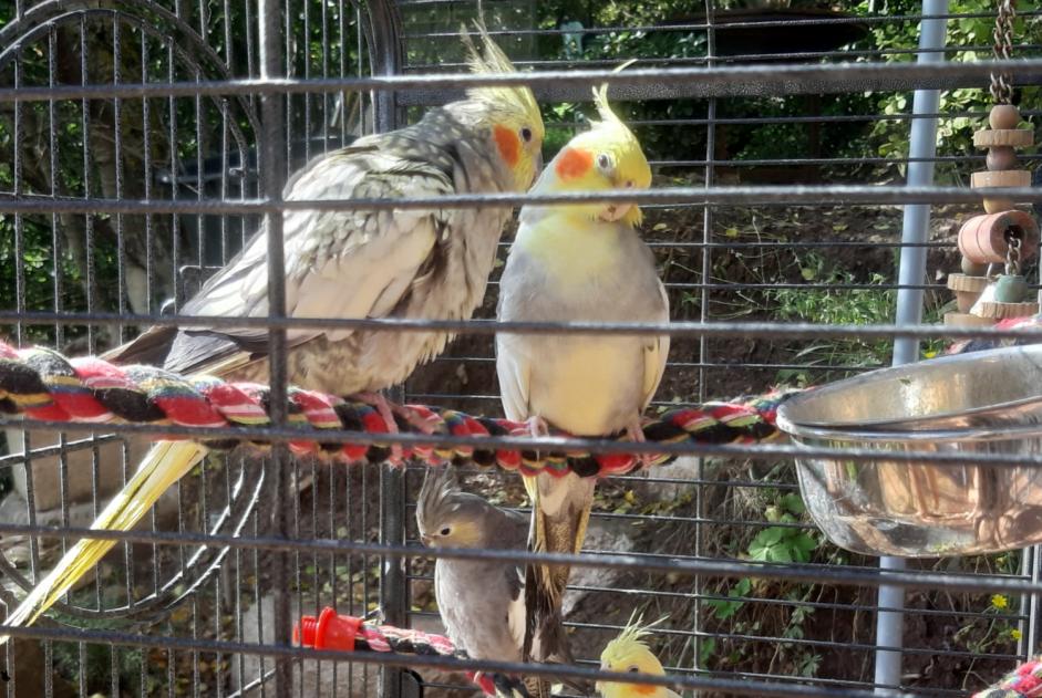 Alerta de Desaparición Pájaro Macho , 2024 años Montlaur Francia