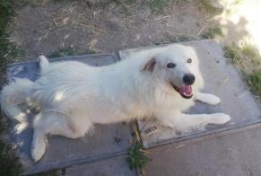 Alerta de Desaparición Perro  Macho , 6 años Bergerac Francia