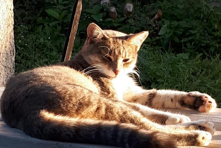 Alerta de Desaparición Gato cruce Hembra , 3 años Bourg-Saint-Christophe Francia