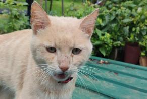 Alerta de Hallazgo Gato cruce Desconocido Malville Francia