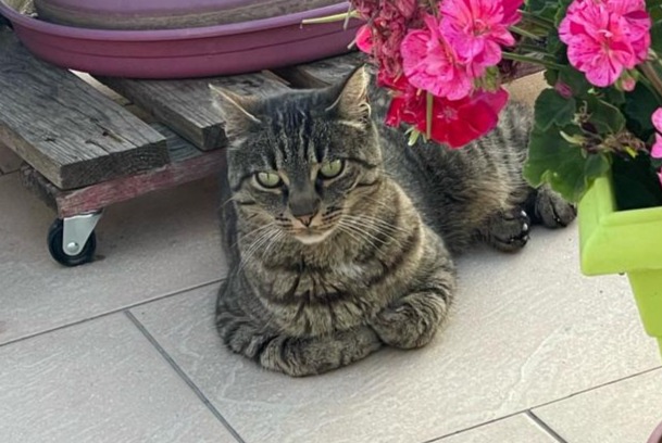 Alerta de Desaparición Gato Hembra , 7 años Huisseau-sur-Cosson Francia