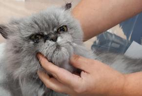 Alerta de Hallazgo Gato  Desconocido Eysines Francia