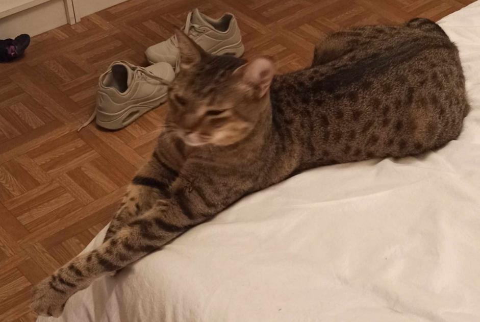 Alerta de Desaparición Gato cruce Macho , 5 años Nice Francia