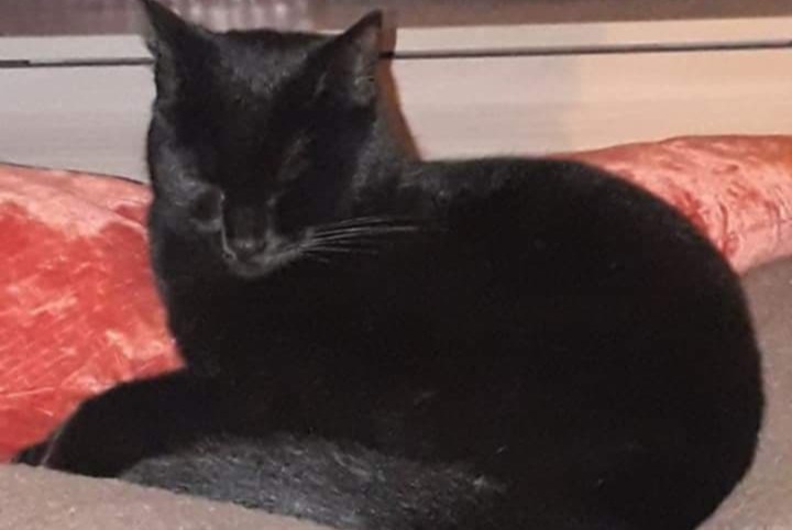 Alerta de Desaparición Gato  Hembra , 5 años Riccione Italia