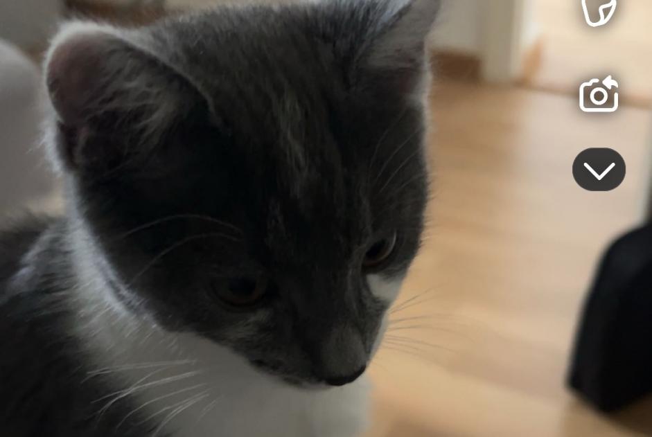 Alerta de Desaparición Gato Hembra , 1 años Lausanne Suiza