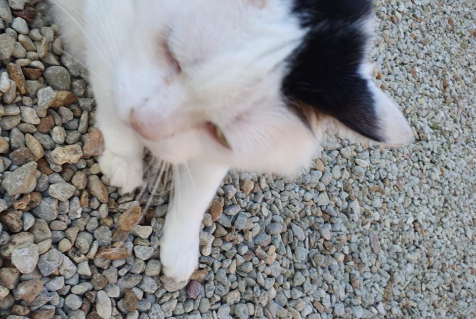 Alerta de Hallazgo Gato cruce Desconocido Brie Francia