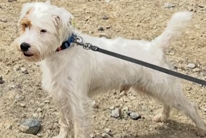 Alerta de Desaparición Perro  Macho , 2 años Racale Italia