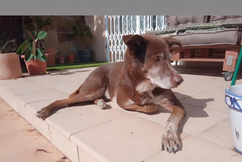 Alerta de Desaparición Perro cruce Macho , 9 años Collbató España