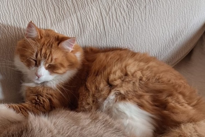 Alerta de Desaparición Gato  Macho , 4 años Pino Torinese Italia