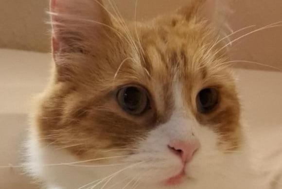 Alerta de Desaparición Gato  Macho , 4 años Pino Torinese Italia