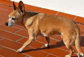 Alerta de Hallazgo Perro cruce Macho Can Furnet España