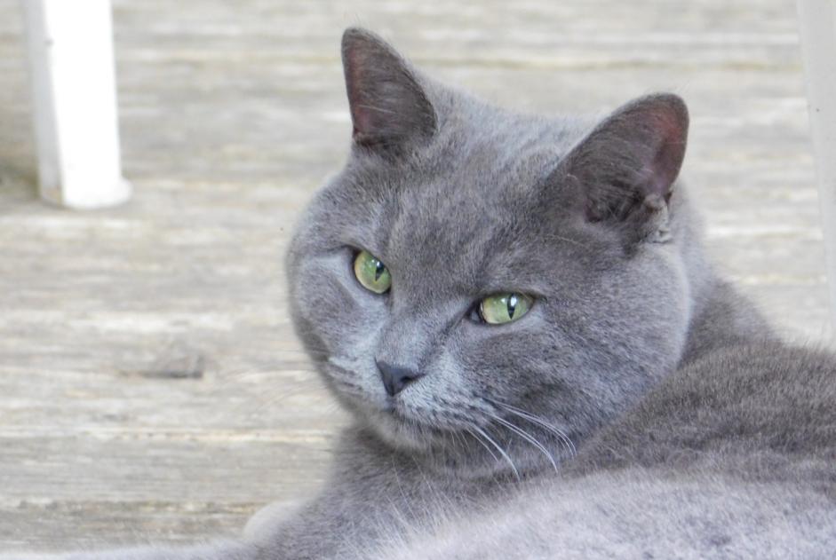 Alerte Disparition Chat croisement Femelle , 8 ans Cheyres-Châbles Suisse