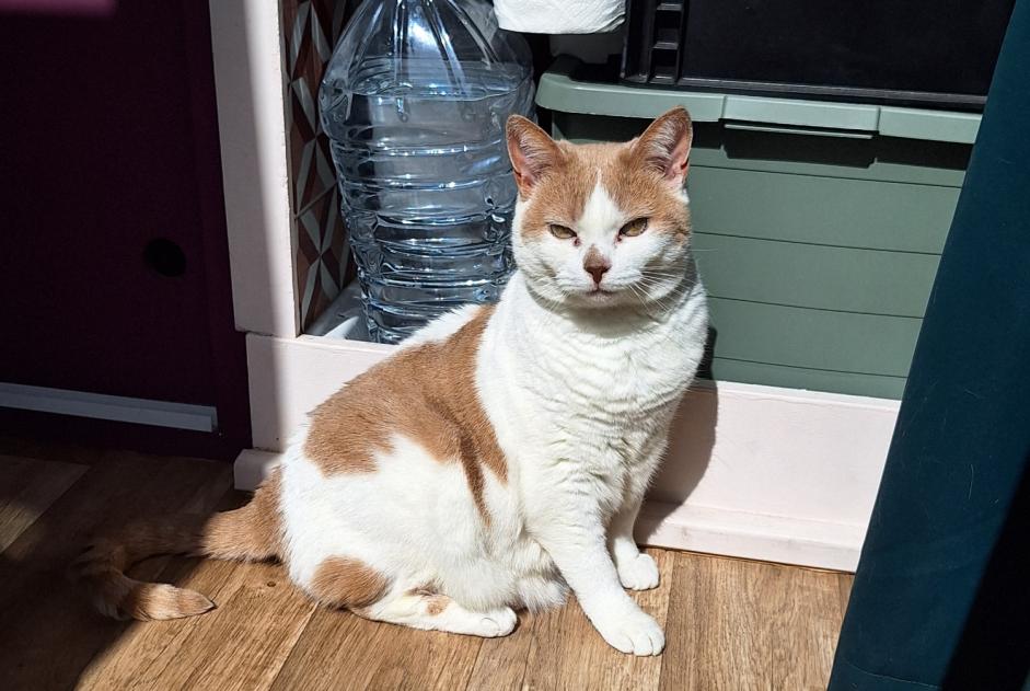 Alerte Disparition Chat Femelle , 10 ans La Muda, Belluno Italie