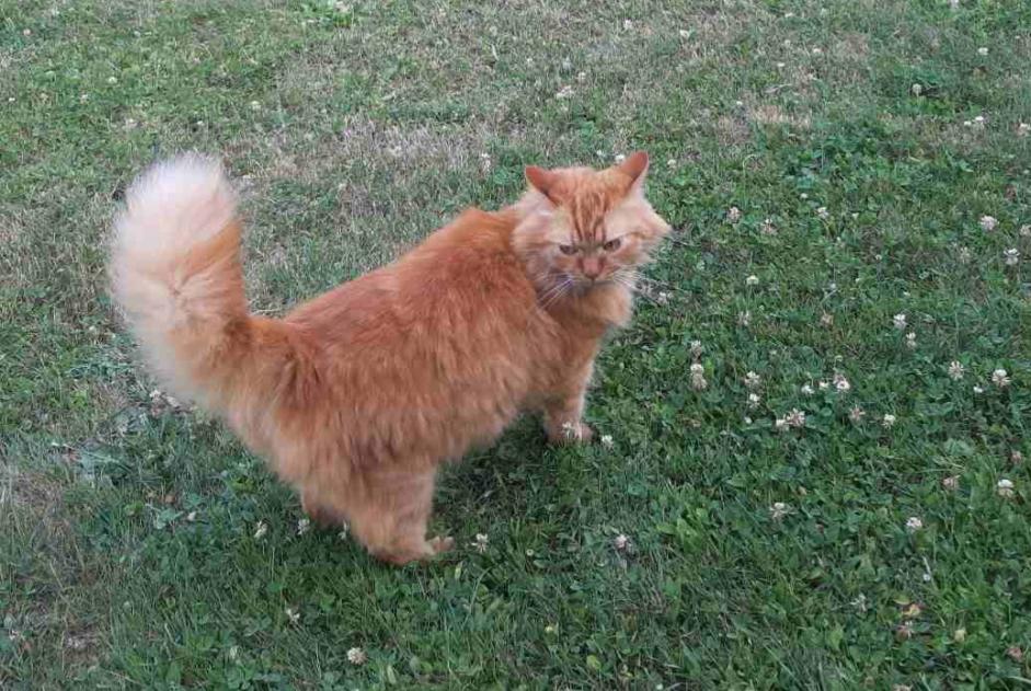 Alerte Disparition Chat Mâle , 6 ans Prilly Suisse