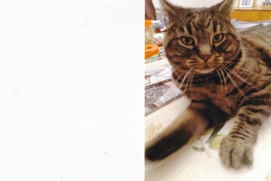 Alerte Disparition Chat  Mâle , 5 ans La Grande Béroche Suisse