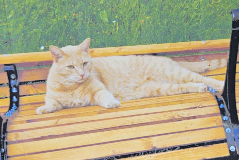 Alerte Disparition Chat  Mâle , 12 ans Vallorbe Suisse