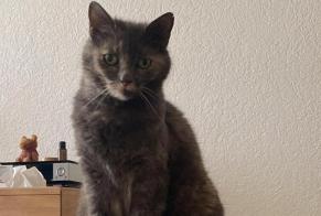 Alerte Disparition Chat Femelle , 12 ans Nyon Suisse