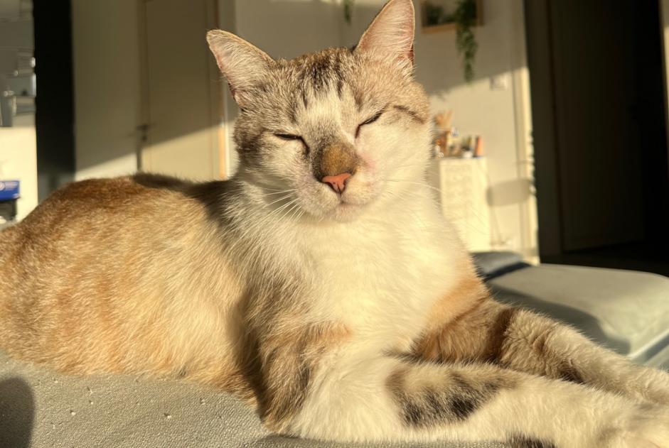 Alerte Disparition Chat Mâle , 3 ans Les Sables-d'Olonne France