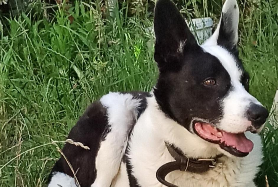 Alerte Disparition Chien croisement Mâle , 11 ans Moncy France