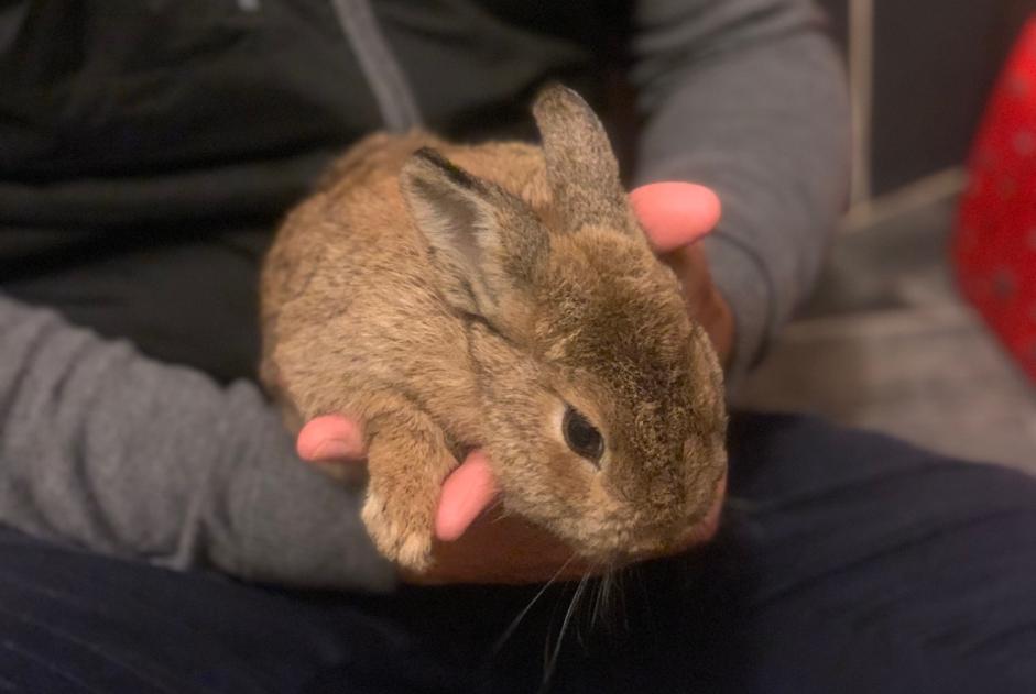 Alerte Découverte Lapin Inconnu Anglet France