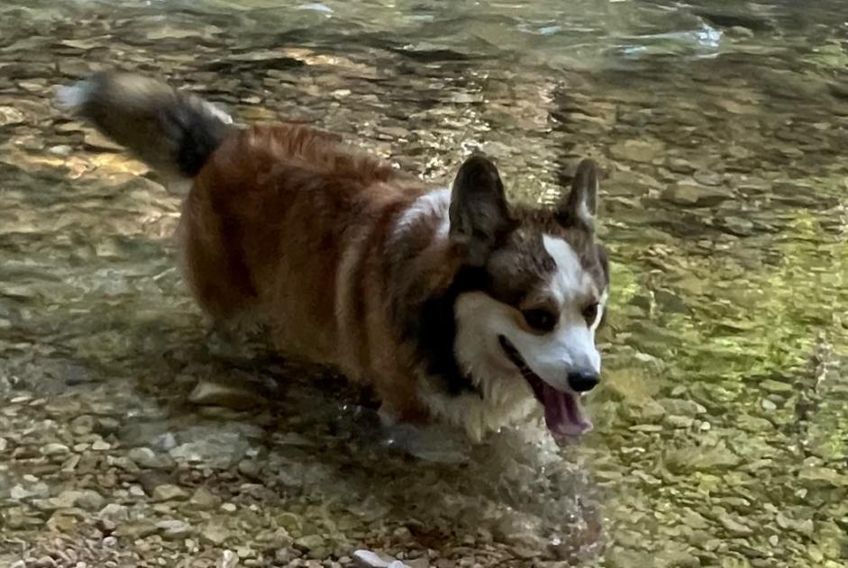 Alerte Disparition Chien  Mâle , 5 ans Péry-La Heutte Suisse