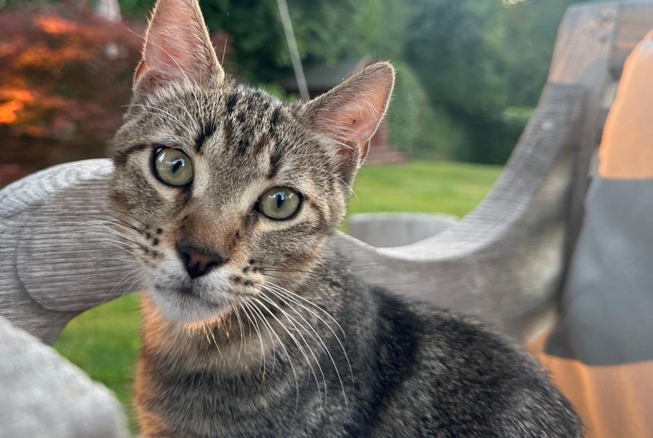 Alerte Disparition Chat Mâle , 0 ans Collex-Bossy Suisse