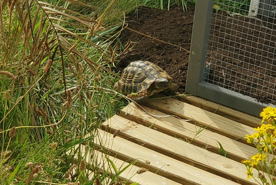 Alerte Disparition Tortue Mâle , 2024 ans Le Poiré-sur-Vie France