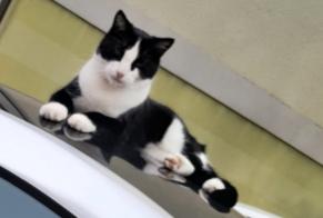 Alerte Disparition Chat Mâle , 2 ans Bex Suisse