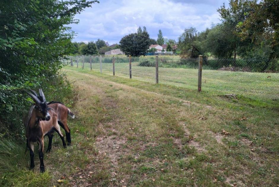 Alerte Découverte Chèvre Inconnu Villemort France