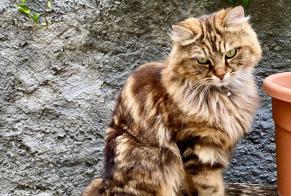 Alerte Disparition Chat croisement Femelle , 1 ans Vevey Suisse