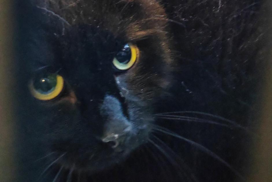 Alerte Disparition Chat  Mâle , 2 ans Morcone Italie