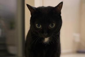 Alerte Disparition Chat Femelle , 6 ans Trélex Suisse