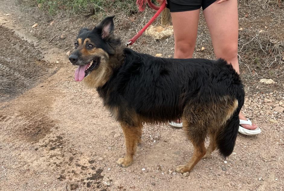 Alerte Découverte Chien Femelle Bonifacio France