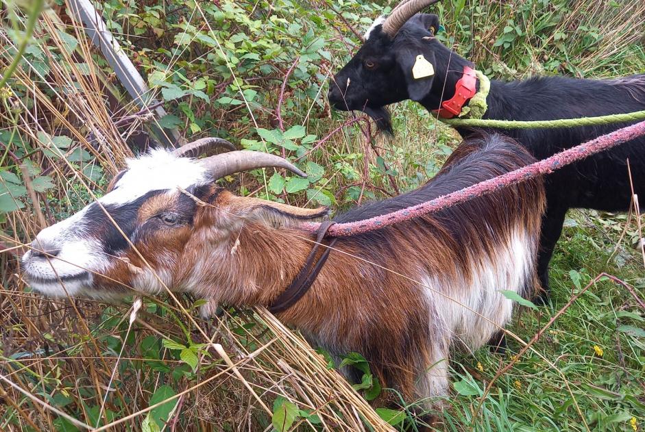 Alerte Disparition Chèvre Femelle , 2024 ans Souyeaux France