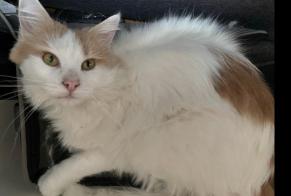 Alerte Disparition Chat Mâle , 4 ans Vufflens-la-Ville Suisse