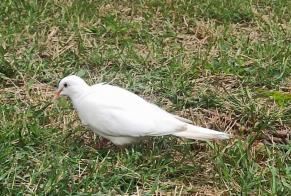 Alerte Découverte Oiseau Inconnu Lyon France