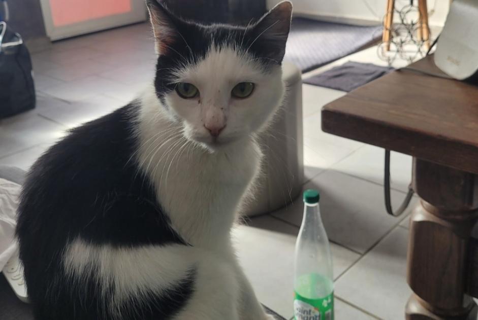 Alerte Découverte Chat Femelle Tournai Belgique