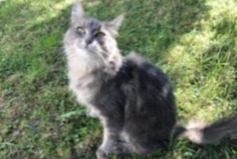 Alerte Disparition Chat croisement Femelle , 7 ans Montreux Suisse