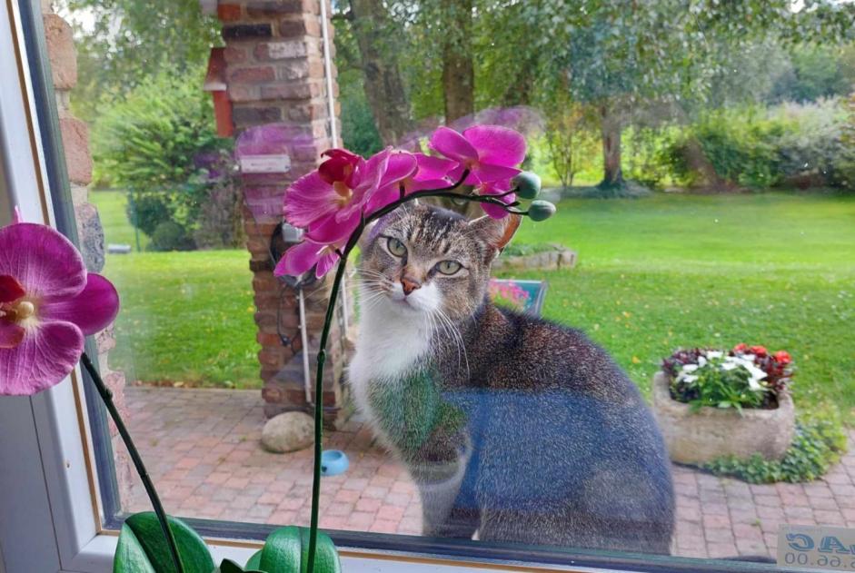 Alerte Découverte Chat Femelle Saint-Georges-sur-Meuse Belgique