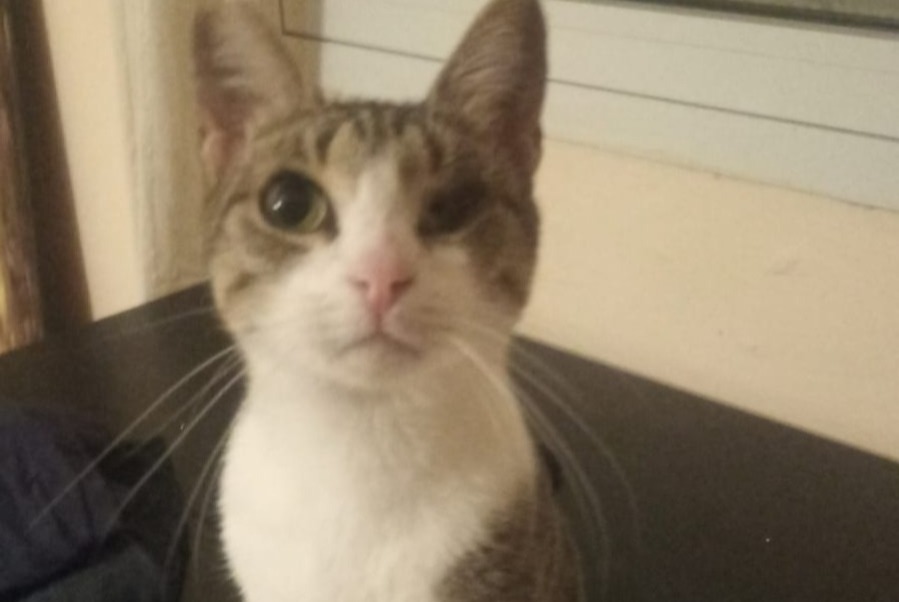 Alerte Disparition Chat Femelle , 5 ans Marseille France