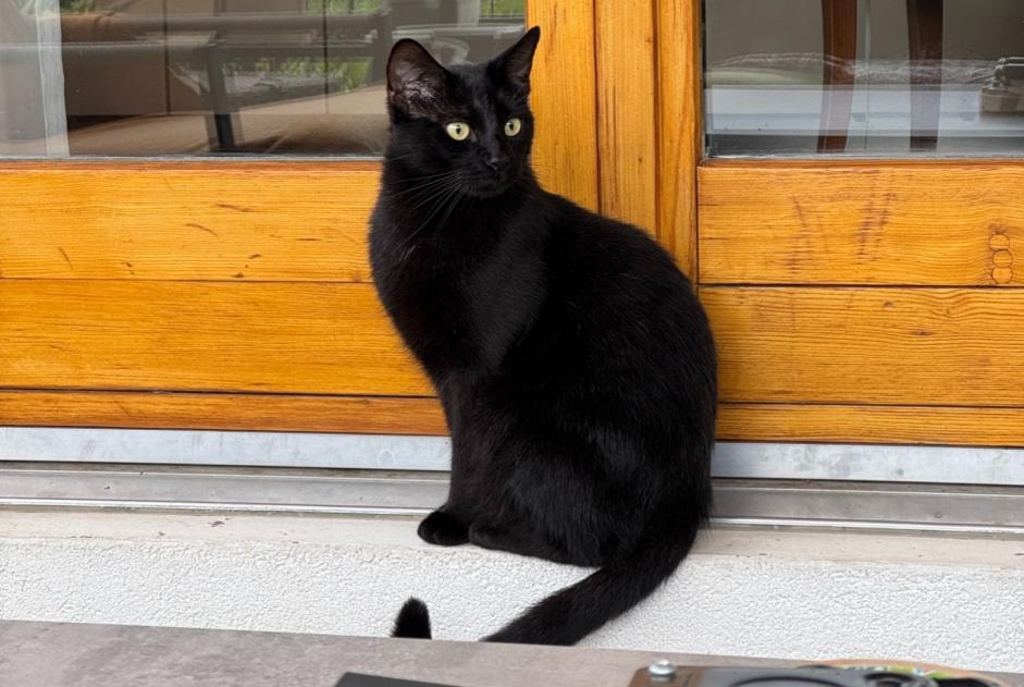 Alerte Disparition Chat Mâle , 3 ans Meyrin Suisse