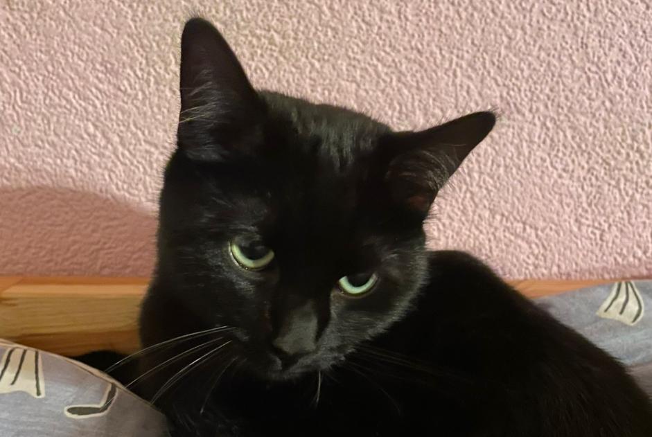 Alerte Disparition Chat croisement Mâle , 2 ans Morat Suisse