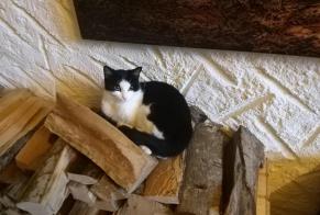 Alerte Disparition Chat Femelle , 3 ans Forel (Lavaux) Suisse