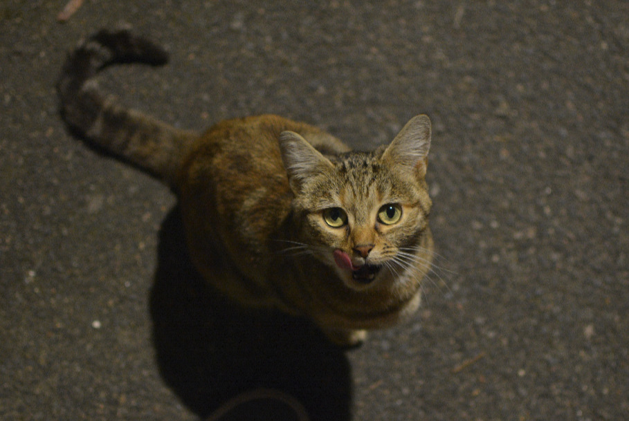 Alerte Découverte Chat Inconnu Tours France