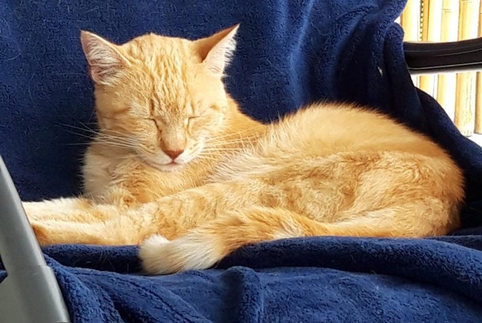 Alerte Disparition Chat  Mâle , 11 ans Vallorbe Suisse