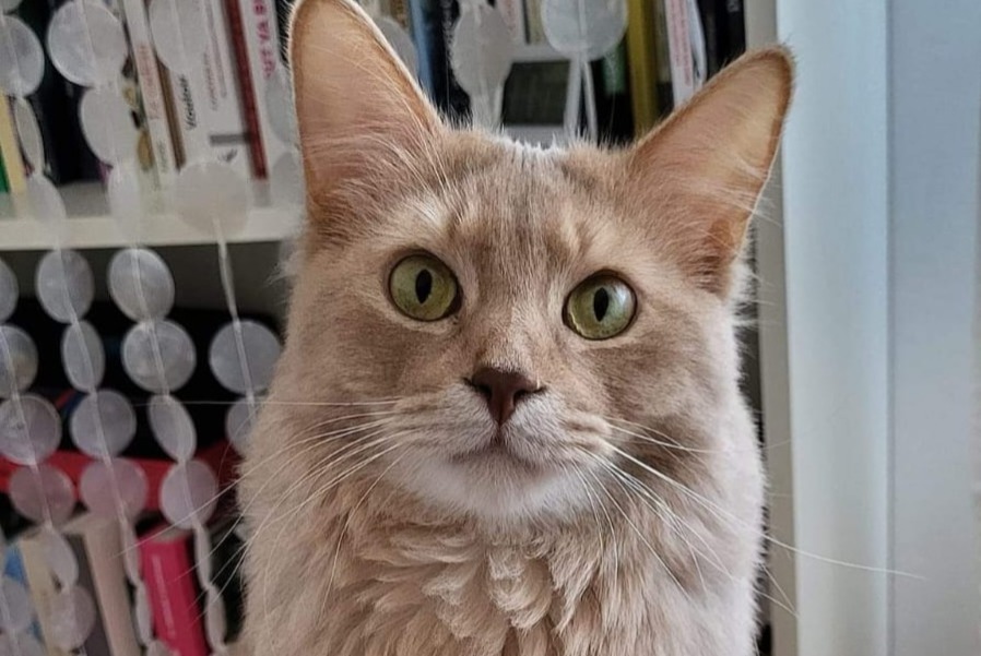 Alerte Disparition Chat  Mâle , 4 ans Crissier Suisse