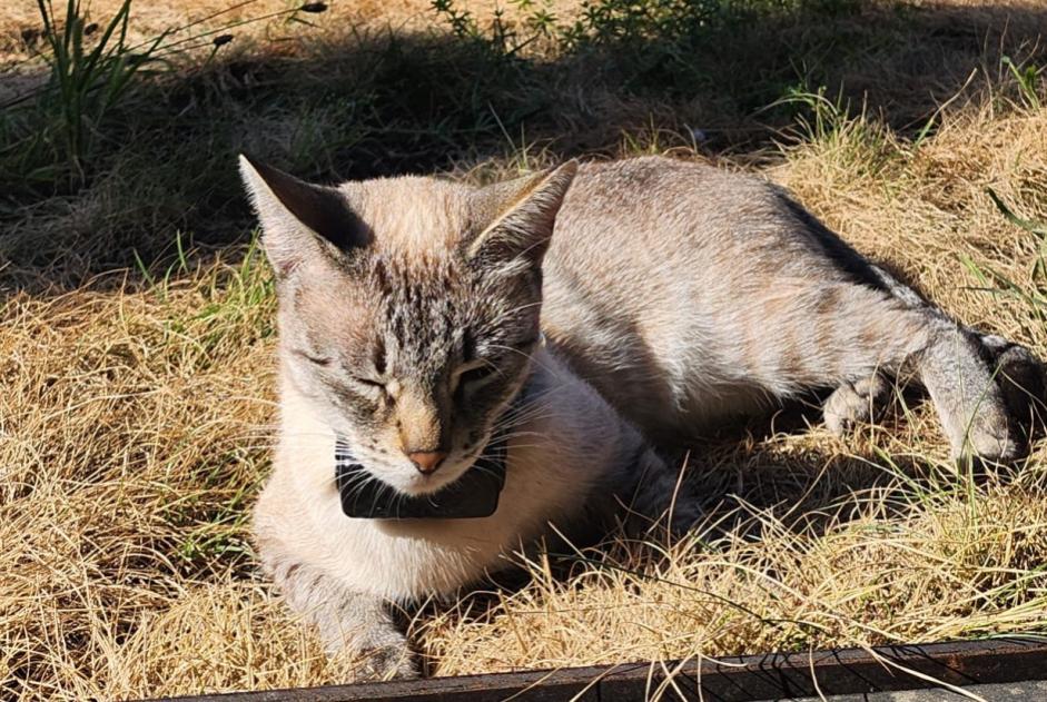 Alerte Disparition Chat Femelle , 3 ans Montreux Suisse