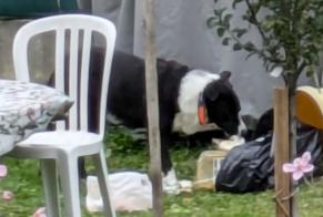 Alerte Découverte Chien Inconnu Neuchâtel Suisse