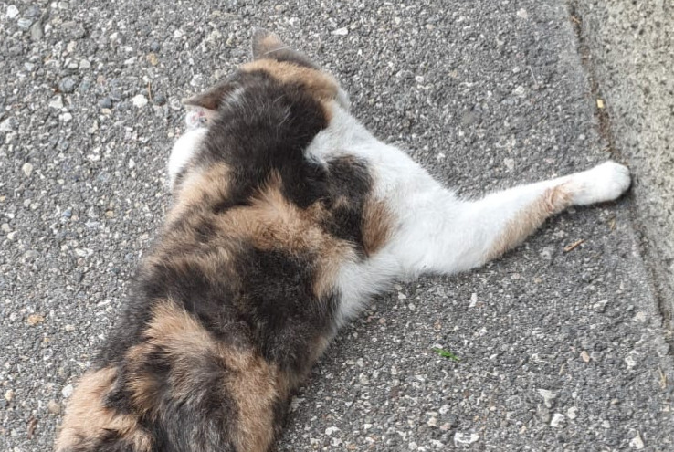 Alerte Découverte Chat croisement Inconnu Neuchâtel Suisse