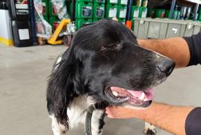 Alerte Découverte Chien  Mâle Montierchaume France